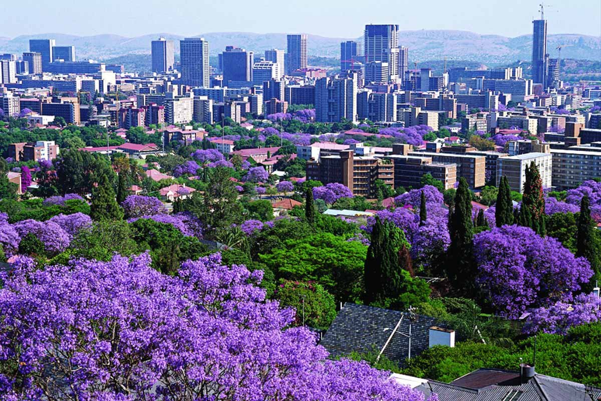 Pretoria SEO 2 A cityscape with modern buildings rising above a canopy of purple-flowering trees.